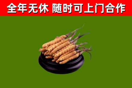 海北回收散虫草